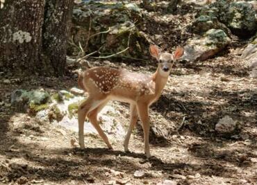 Nace un venado cola blanca en el parque Ecoturístico El Puma en Actopan
