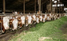 Alertan por presencia de gusano barrenador en ganado de la Huasteca