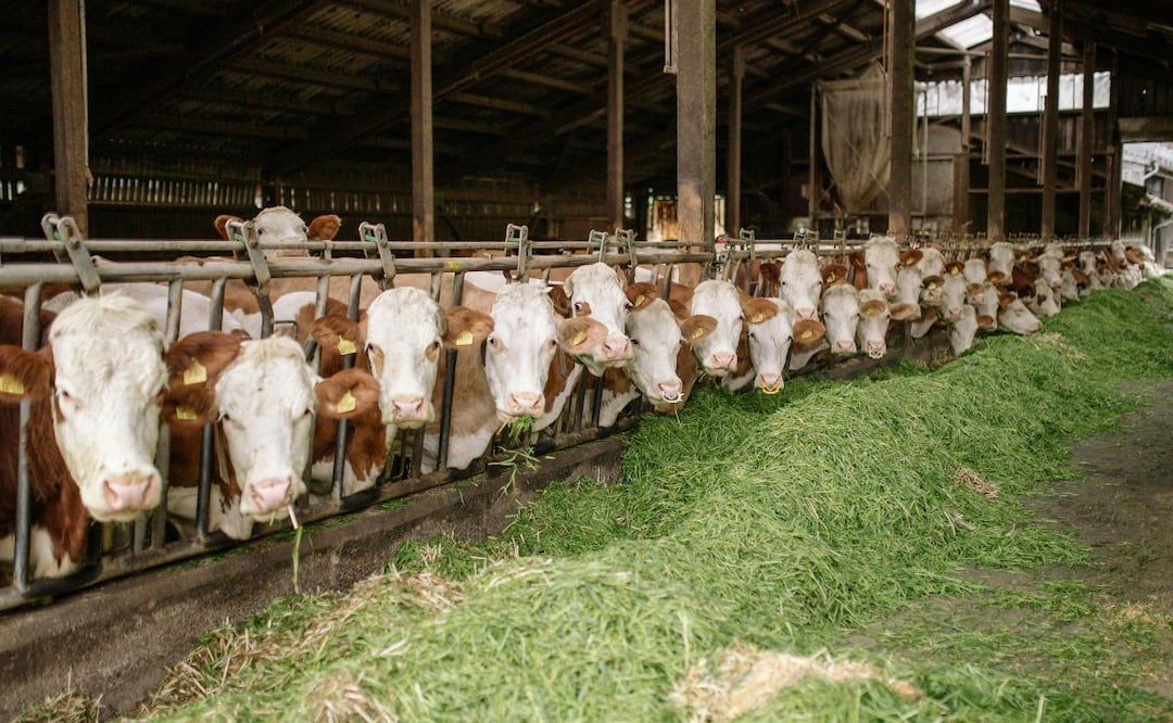 El gusano barrenador puede desarrollarse en menos de 24 horas dentro de una herida abierta, lo que acelera el deterioro del animal si no se atiende de manera oportuna | Foto: Pexels