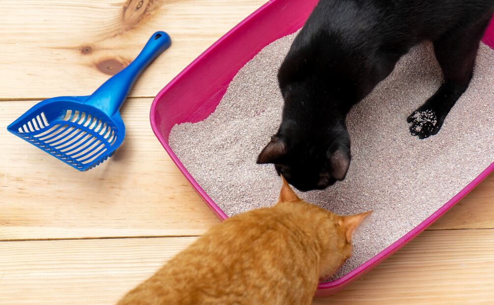 Los gatos prefieren usar su caja de arena en un lugar donde no se sientan observados o estresados I Foto: Ilustrativa
