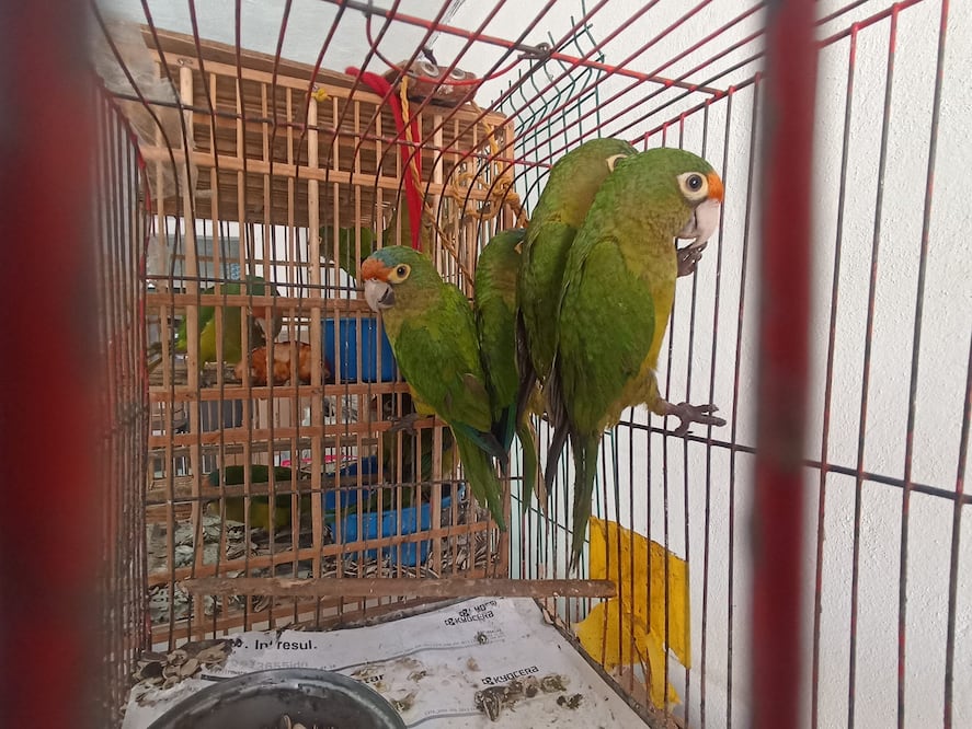 Facebook: Unidad de Rehabilitación de Fauna Silvestre Pachuca