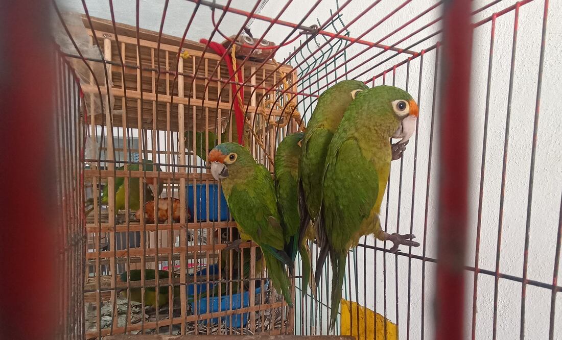 Facebook: Unidad de Rehabilitación de Fauna Silvestre Pachuca