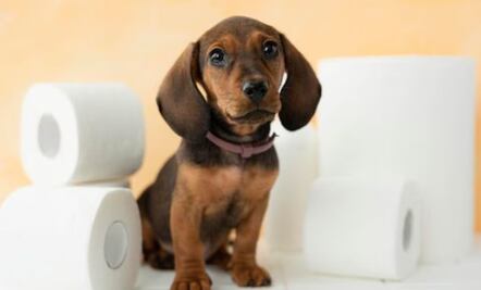 10 alimentos que no debes dar a tu perro; conoce la razón 