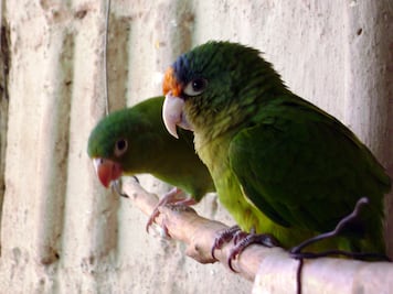 Vinculan a proceso a hombre por tráfico de aves en peligro de extinción