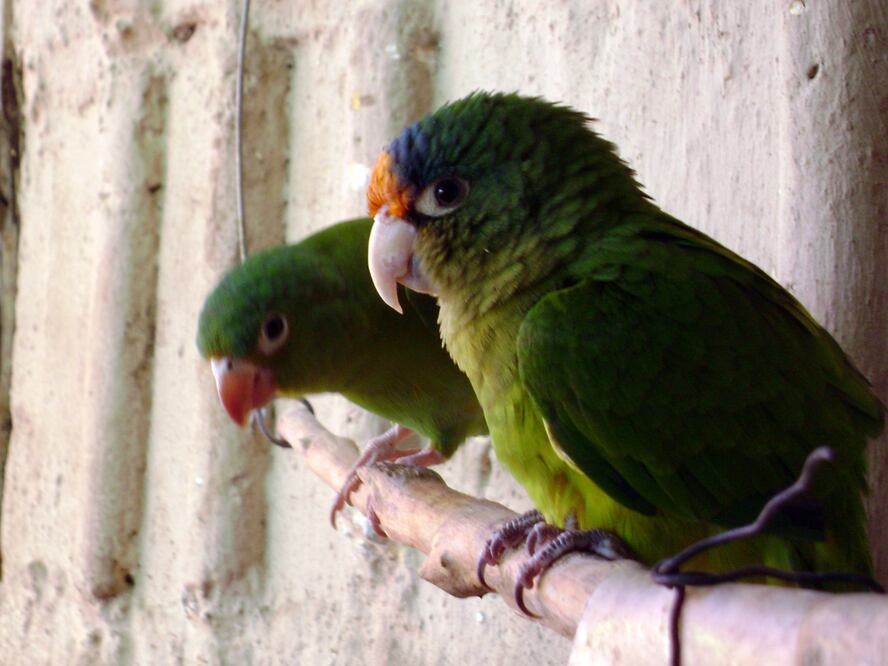 Foto: Wikimedia Commons