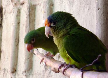 Vinculan a proceso a hombre por tráfico de aves en peligro de extinción