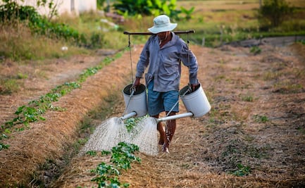 Por falta de lluvias, producción agrícola será mínima en Huasteca