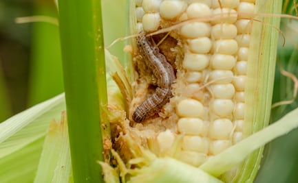 Plaga de gusano cogollero y mosca blanca preocupa a productores