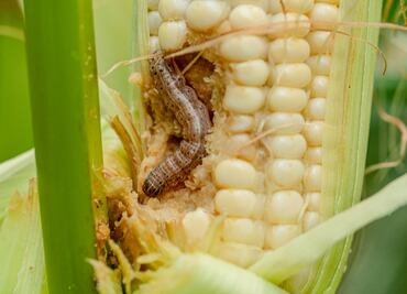 Plaga de gusano cogollero y mosca blanca preocupa a productores
