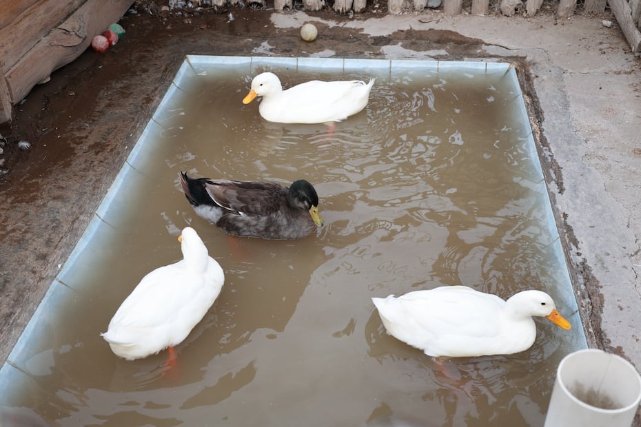 GranjAventura es un espacio que busca concientizar a la población sobre el cuidado de los animales ubicado en el Parque Ecológico Cubitos I Foto: Especial