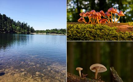 La Presa recibirá el primer Festival Internacional del Hongo