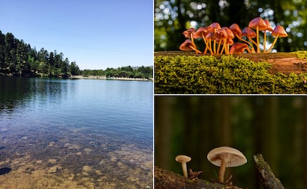 La Presa recibirá el primer Festival Internacional del Hongo