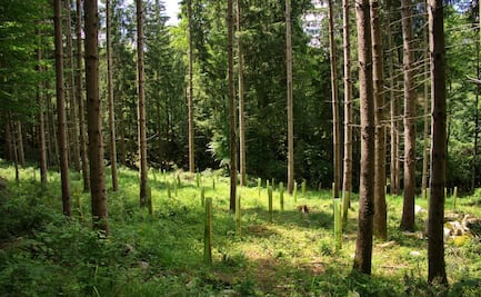Piden destinar más presupuesto para reforestación en 2025