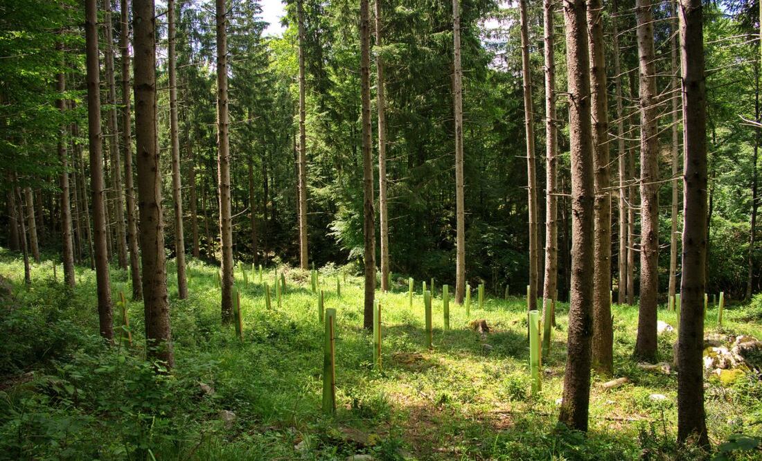 Los incendios durante el primer trimestre del año consumieron 37 mil hectáreas en 26 entidades | Imagen ilustrativa