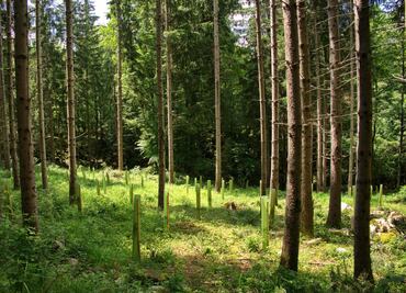 Piden destinar más presupuesto para reforestación en 2025
