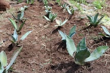 Investigan agave salmiana para conservar especies y recuperar zonas semiáridas de Hidalgo