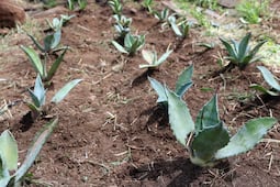 Investigan agave salmiana para conservar especies y recuperar zonas semiáridas de Hidalgo
