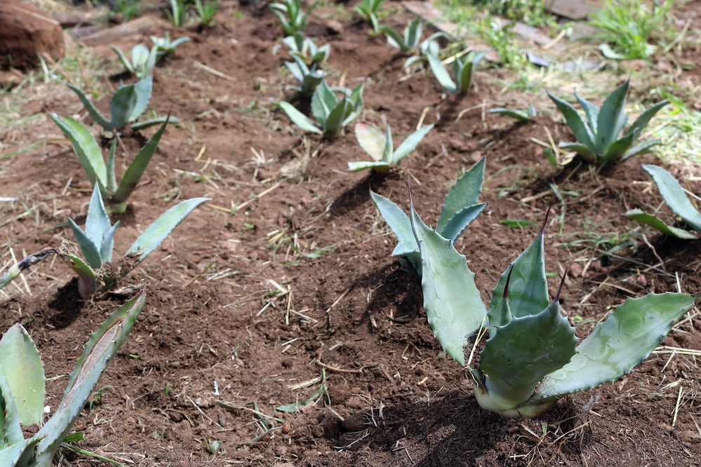 ¿Sabías que el agave salmiana podría ser clave para recuperar las zonas semiáridas de Hidalgo? Foto: SEPH