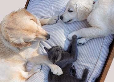 Descubre los antiinflamatorios naturales para perros y gatos