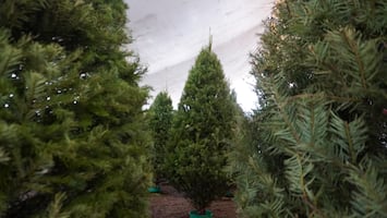 Entre pinos y tradición, arbolitos naturales desde mil pesos en Pachuca