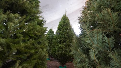 Entre pinos y tradición, arbolitos naturales son ofertados en Pachuca