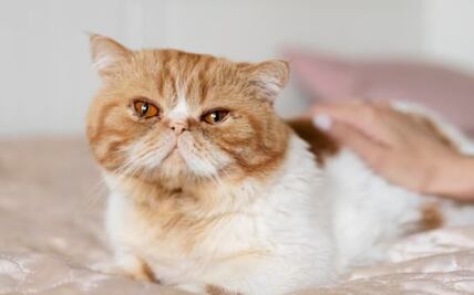 Conoce las razones por las que tu gato hace heces blandas y malolientes, según especialista