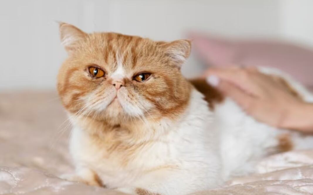 Si tu gato presenta heces blandas y malolientes, es crucial acudir a un veterinario. Fuente: Freepik.