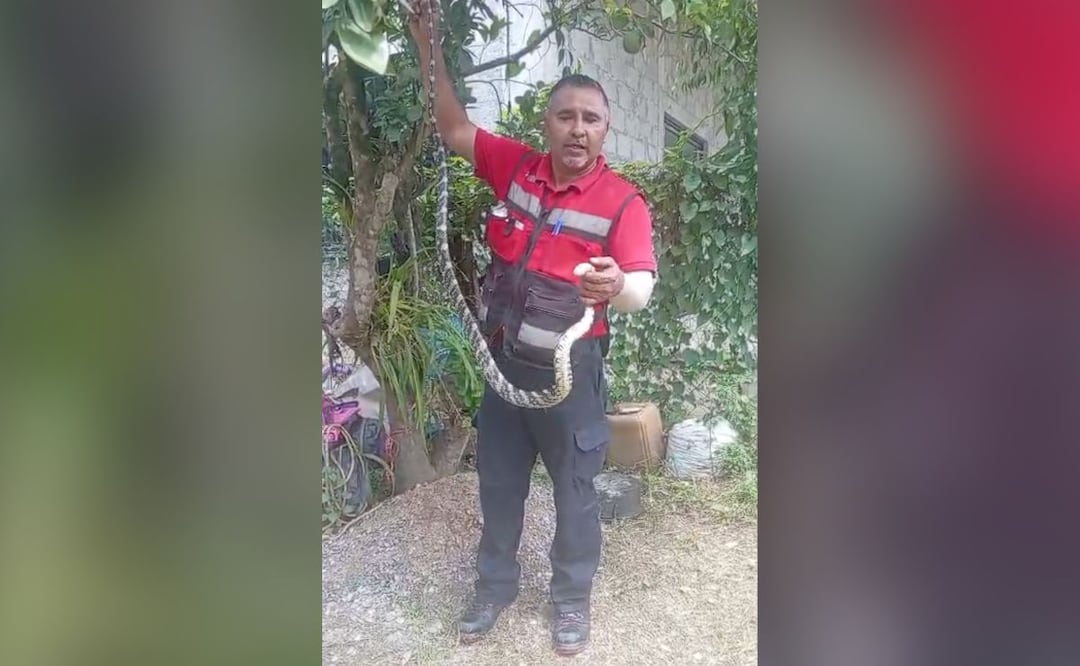 Conoce más sobre este reptil y cómo fue atendido el reporte | Captura de video