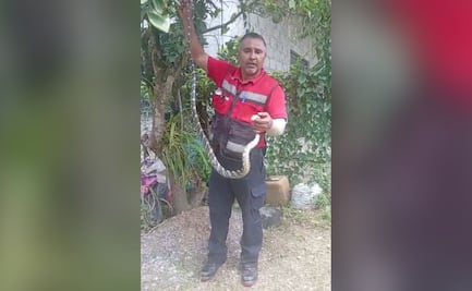 Bomberos capturan serpiente tigre en Huejutla; descartan que sea venenosa