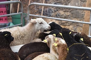 Impulsa gobierno de Hidalgo al sector pecuario con inversión en semovientes y mejoramiento genético