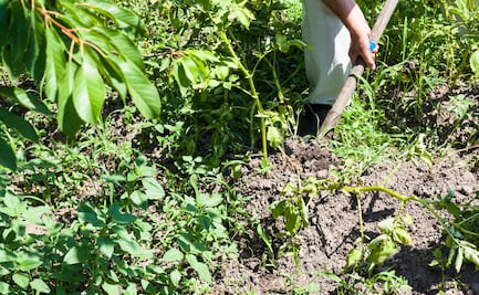 Amplían plazo para que productores hidalguenses accedan a subsidio de electricidad para riego