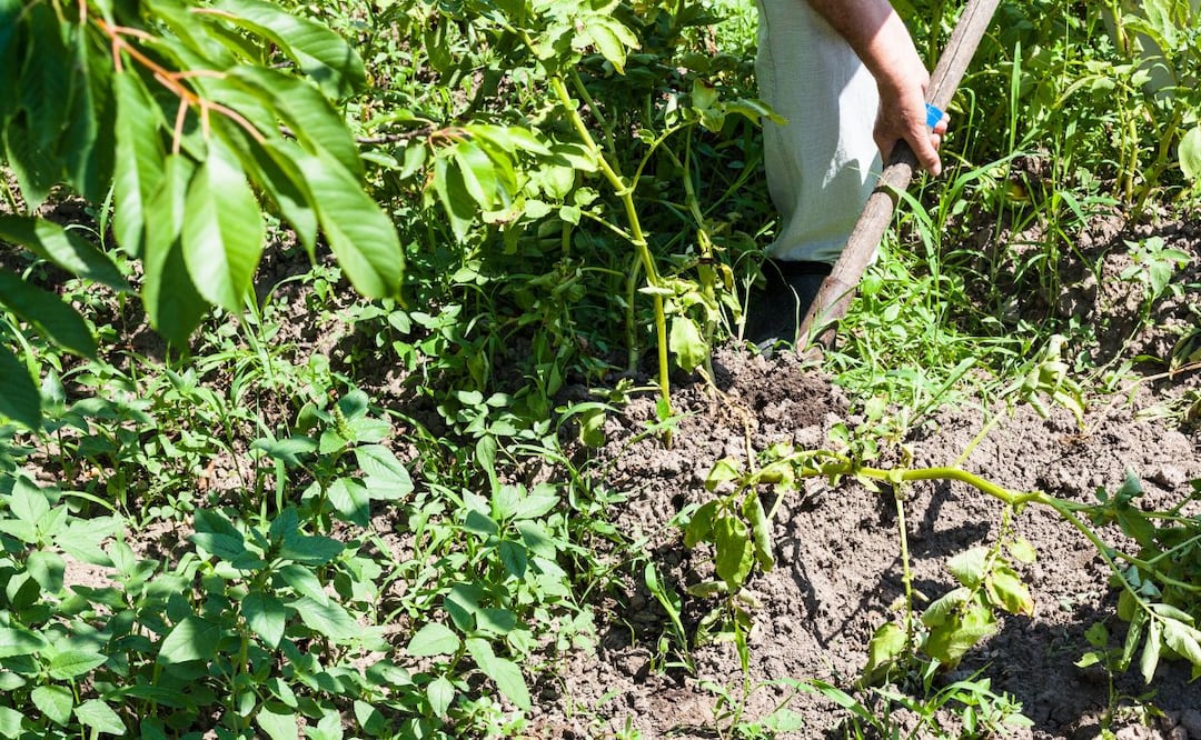 En Hidalgo 15 mil productores reciben subsidios para el pago de la electricidad que utilizan para el riego de cultivos | Imagen ilustrativa