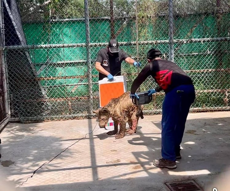 Osita “Mina” se recupera exitosamente tras cirugía en Pachuca | Foto: especial