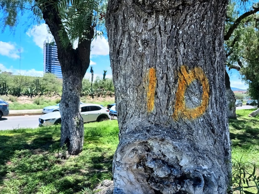 Vecinos se manifiestan afuera de la presidencia municipal de Pachuca, y árboles ubicados en bulevar Fomento Minero

Fotos: Lourdes Naranjo