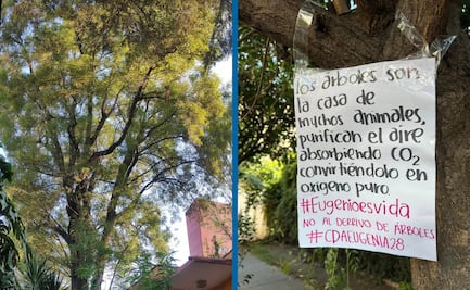 Vecinos se unen para rescatar a "Eugenio", un fresno de 150 años