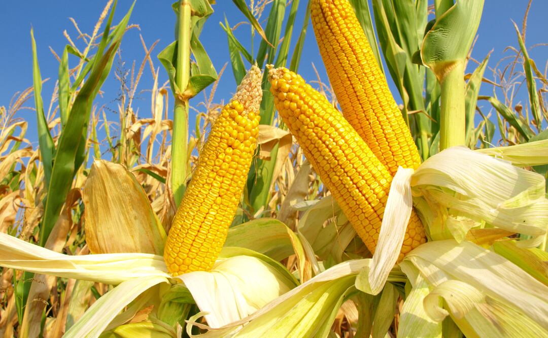 La producción de maíz cayó en un 40 por ciento o más | Imagen ilustrativa