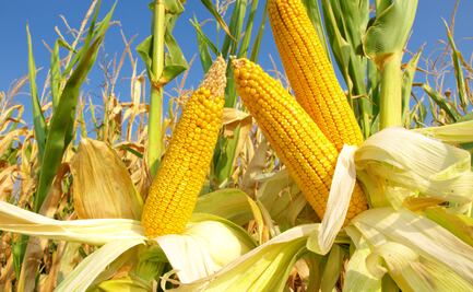 Campesinos no sacarán ni su inversión en la cosecha de maíz