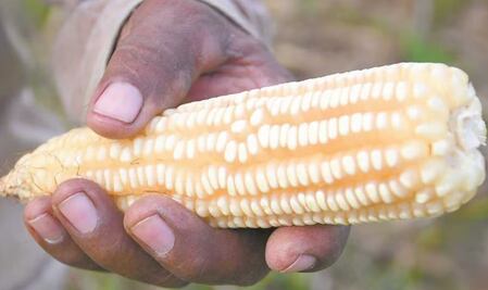 Preocupa fallo desfavorable en panel de maíz transgénico; advierten imposición de aranceles por parte de EU