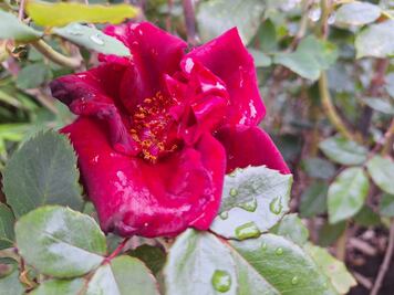 Dos feminicidios en un mes en la Huasteca hidalguense; sin avances en investigaciones