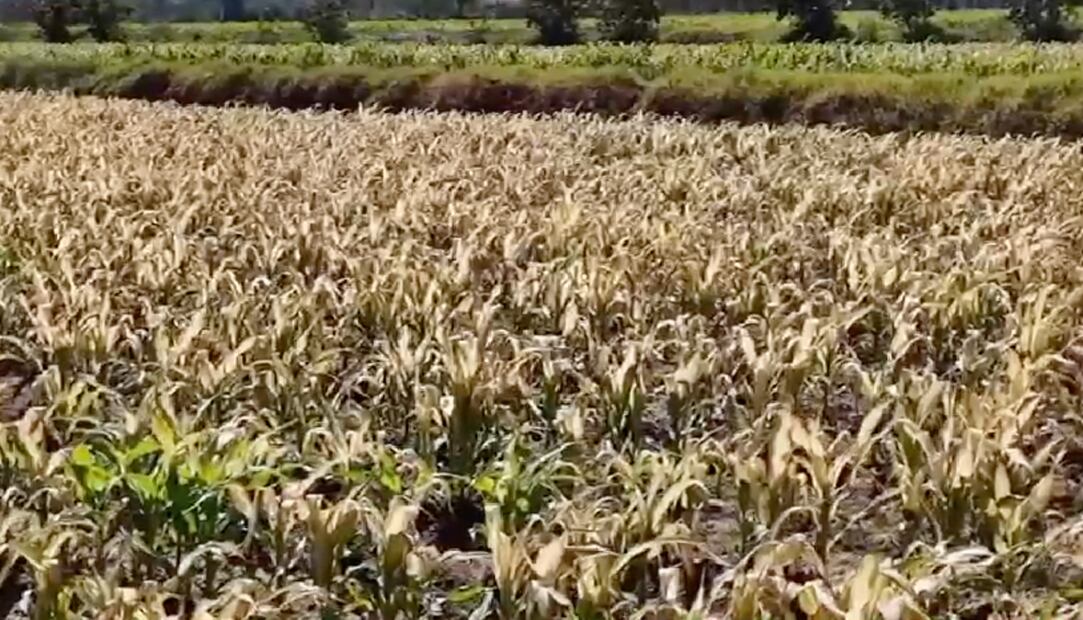 Resultan afectadas alrededor de mil hectáreas de cultivos I Foto: Toma de video