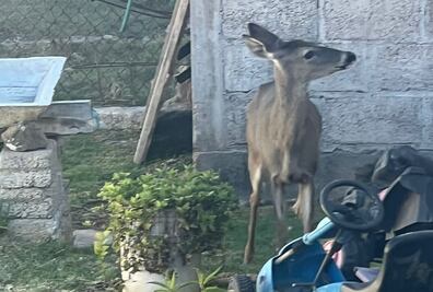 Hallan venado en calles del municipio de Tulancingo