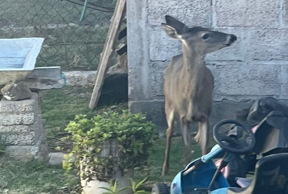 En las calles de una comunidad de Tulancingo fue encontrado un venado Foto: Especial