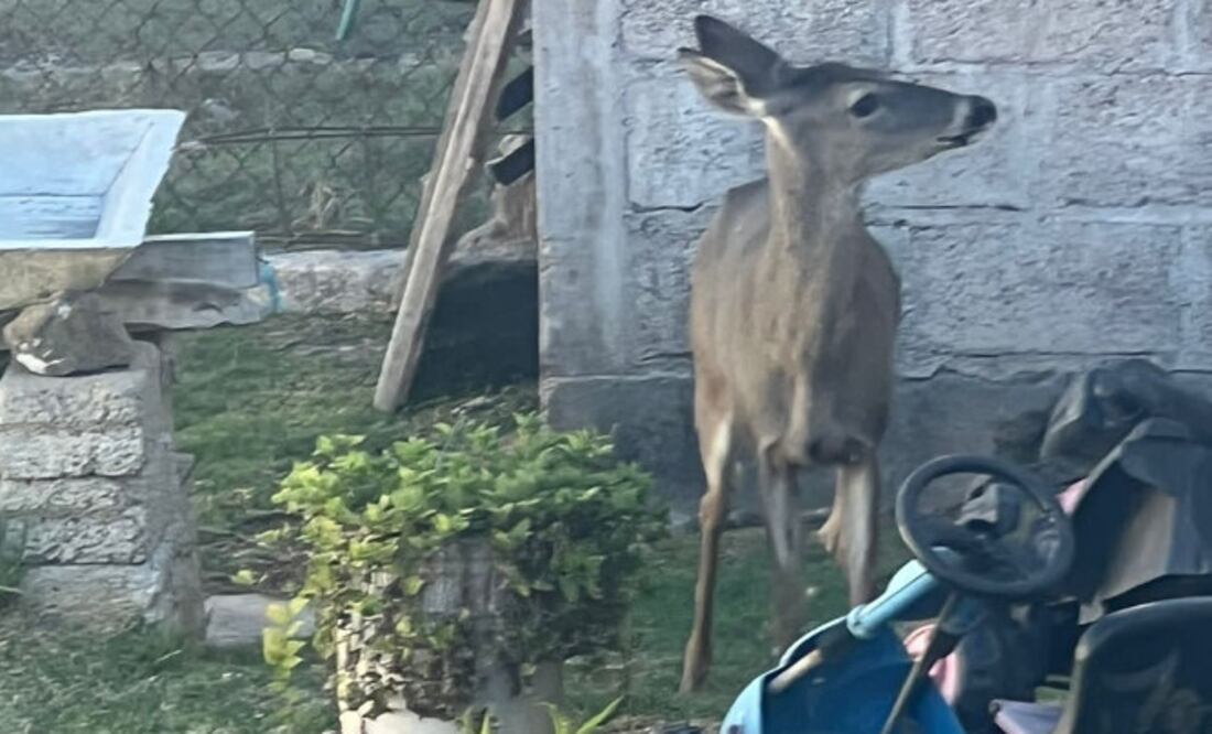 En las calles de una comunidad de Tulancingo fue encontrado un venado Foto: Especial