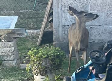 Hallan venado en calles del municipio de Tulancingo