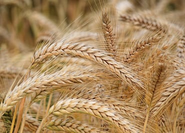 Exhortan a Secretaría de Agricultura a intervenir por 15 mil toneladas de cebada sin comprador en Hidalgo