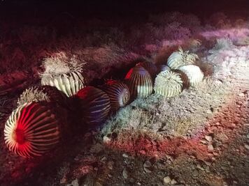 Frustran robo de biznagas en San Salvador; aseguran más de 30 ejemplares