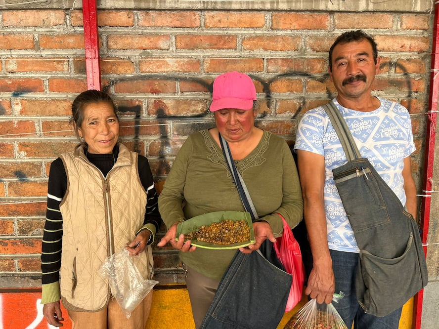 Los vinitos y vinguinas, como también se les conoce, son hormigas que recolectan miel y la depositan en su abdomen I Foto: Ricardo Calleja