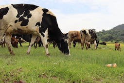 Alertan a ganaderos de Hidalgo por casos de gusano barrenador; piden revisar al ganado y reportar heridas