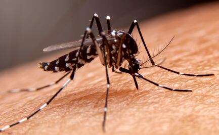 Registran 172 casos de dengue en Hidalgo en el año