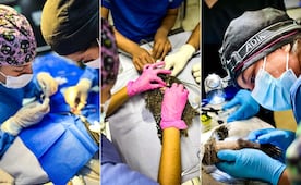 Estudiantes de distintas universidades se forman en manejo de fauna silvestre en Pachuca